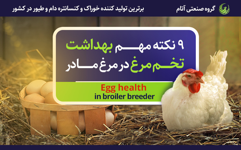 نکات مهم بهداشت تخم مرغ در مرغ مادر و جوجهکشی